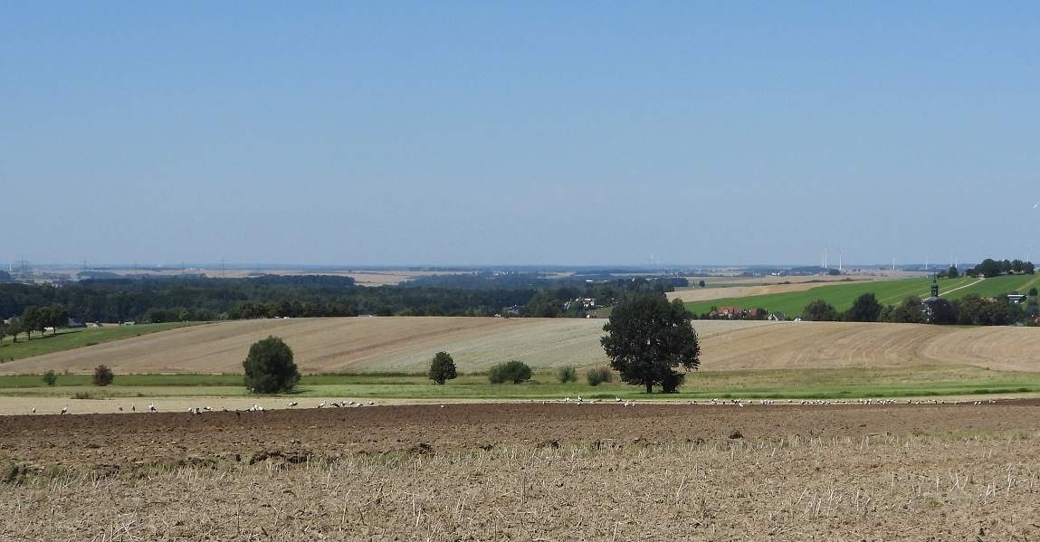 130 Störche bei Meinsdorf 