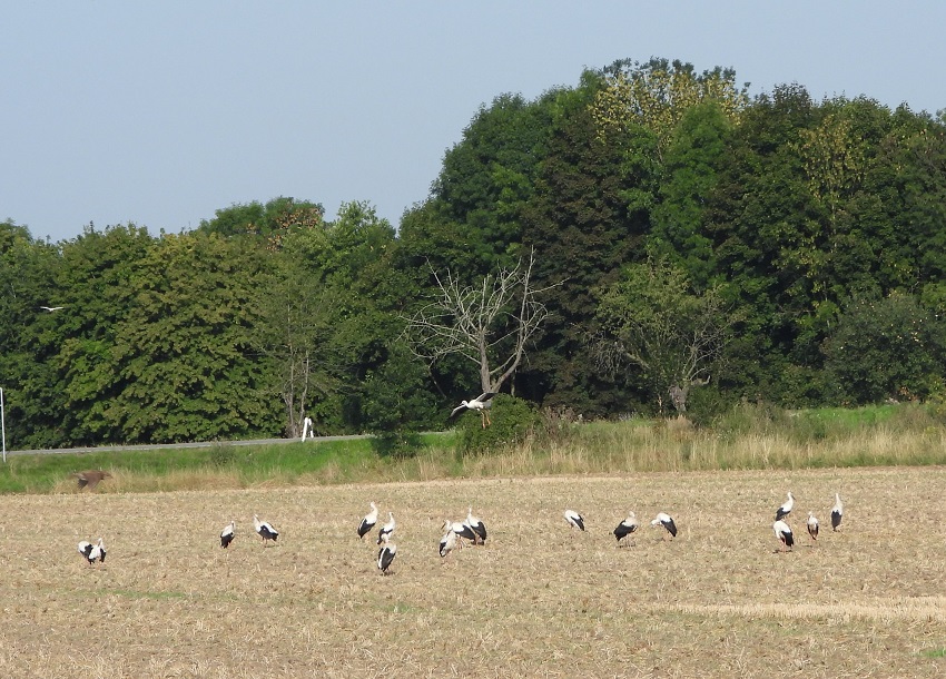 15.08. bei Fockendorf 