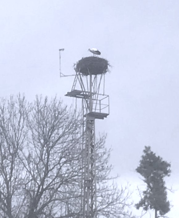 03.02.24 1 .Storch in T. J