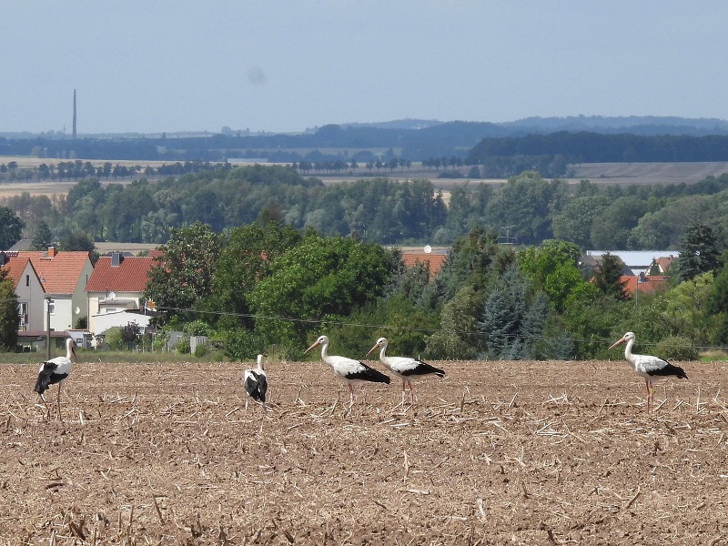 22.07. Bholfter bei Nerchau 