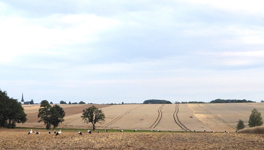 27 Störche am 31.07.25 bei Greifenhain 