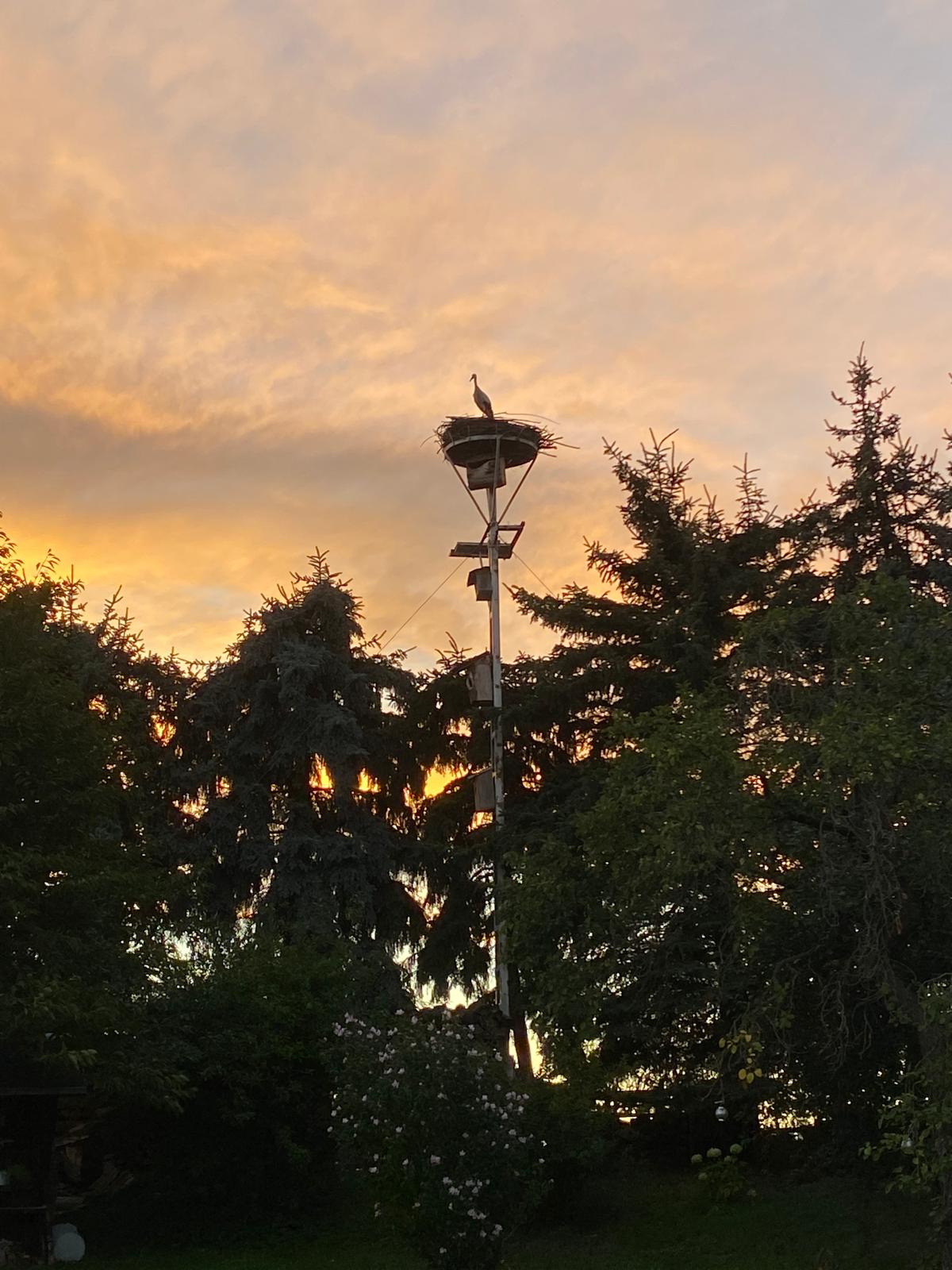 30.08. Thräna Pflegling 