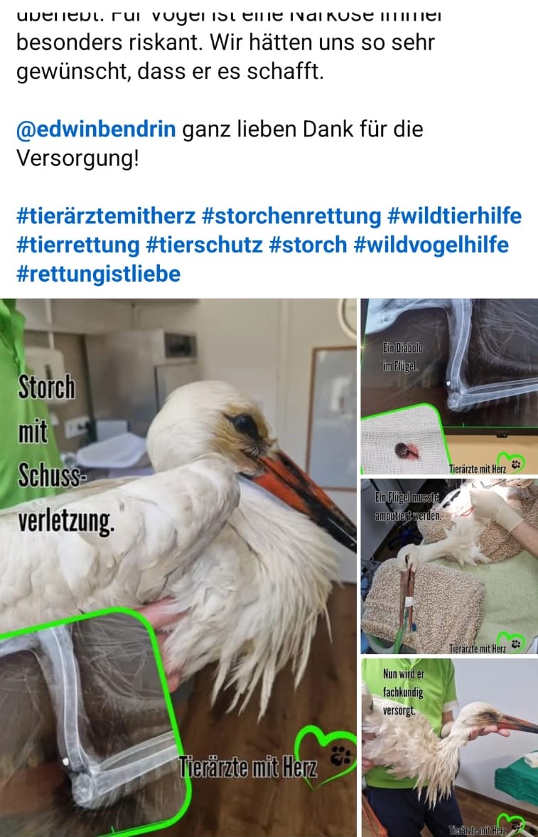 Storch mit Schussverletzung in Torgau 